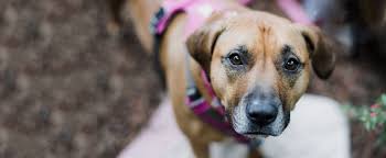 Can i adopt if i do not live in the greater charlotte area? Available Pets Kreitzer S Critter Corral Puppy Rescue