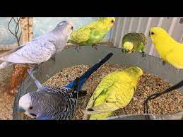 تغريد طيور الحب youtube animals bird parrot