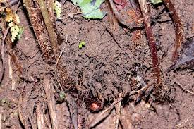 Image result for Athyrium schimperi