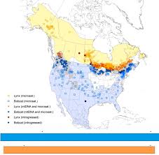 Pictures of lynx and bobcat. Continental Scale Assessment Of The Hybrid Zone Between Bobcat And Canada Lynx Sciencedirect