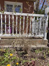 In gardening is just a hobby of some peoples but some. Can My Weigela Be Salvaged Should I Move It To A Sunnier Spot Zone 5a Part Shade To Shade Once The Neighbour S Tree Fills In West Side Of House Gardening