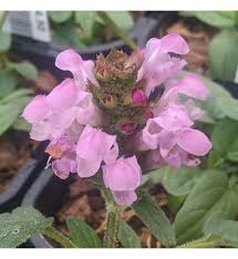 Image result for Limosella grandiflora