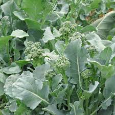 Image result for Brassica rapa