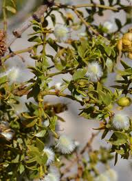Anything that produces seeds can be reproduced from them, but this is not true of every seed. Larrea Tridentata Creosote Bush Seed Theodore Payne Foundation Store