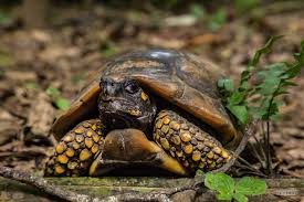 Curious Tortoise While In The Amazon Forest I Heard Some Dry Leafs Rattling On The Ground So I Found This Friendly Tortoise Strollering Around She Was Curi
