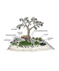 Wildlife eats and disperses seeds and fertilizes the ground. Fruit Trees Fruit Tree Companion Planting Permaculture Gardening