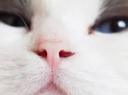 True Or False Test Your Cat Knowledge Cat Nose Cat Parenting Dry Nose