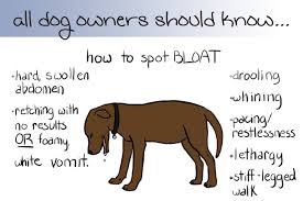 Dogdaz Zoo How To Spot Bloat Bloating Symptoms Bloat Bloating Remedies