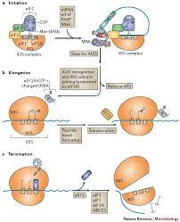 Check spelling or type a new query. Viral Subversion Of The Host Protein Synthesis Machinery Nature Reviews Microbiology