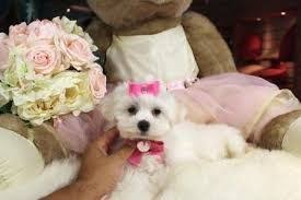 Maltese puppies for adoption in illinois. Maltese Puppies For Sale Illinois 59 Il 251251