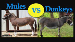Meaning of mule in english. Donkeys Vs Mules How Are They Different Education Today News