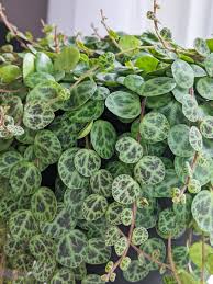 Fertilizing is not recommended during the fall or winter. How To Care For The Unique String Of Turtles Plant Including Propagation Tips