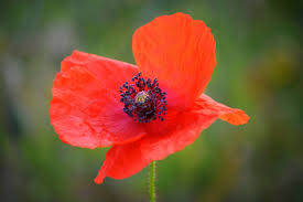 Image result for Flanders fields