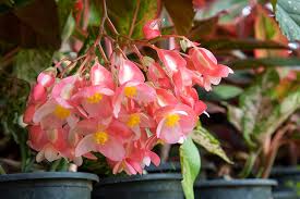 Live angel wing begonia 6 inch (1.40 qt) pot indoor air purifier house plant (linda dawn) : Angel Wing Begonia Buying Growing Guide Trees Com