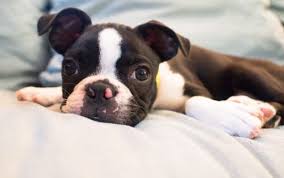 Clean the outer parts of your french bulldog's ears any time they look dirty, and clean the inside of their ears at. At What Age Do Boston Terrier S Ears Stand Up Maggielovesorbit Com