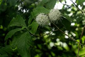 Image result for Pavetta cataractarum