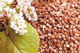 4 группы крови 4 пути к здоровью питера д адамо Heljda Protiv Raka Ruski Travar Novosti Rs Buckwheat Buckwheat Flour Gluten Free How To Cook Buckwheat