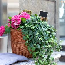 Image result for Hedera