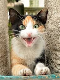 Kedi Kedi Miyav Dedi Panosundaki Pin