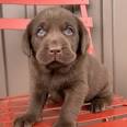 Blue Labrador FAQ and What Is A Blue Lab