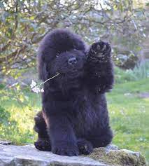 Newfoundland Puppy By Solvi Nordtveit Newfoundland Puppies Newfoundland Dog Puppy Cute Dogs