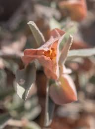 Image result for Melhania