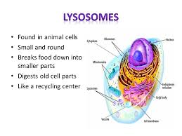 Is an animal cell round. Cells Ppt Video Online Download