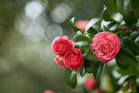When the plant kingdom slumbers and snow sometimes covers the green span of lawn, we often find it but actually, some perennials are just waiting for this season to burst into bloom and lend a sparkle to the season! 16 Best Winter Flowers Prettiest Flowers That Bloom In Winter