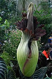 5seeds Sac Fleur Corpse Titan Arum Les Graines Bonsai De Fleurs Belle Plante Corpse La Plus Grande Fleur Du Monde Pour La Maison Jardin Amazon Fr Jardin