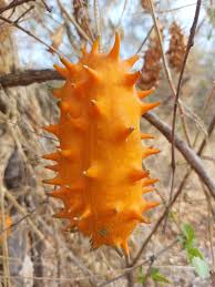 Image result for Cucumis quintanilhae