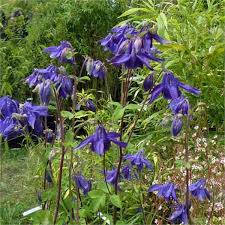 Claim your account with free gold subscription to nicole desjardins. Ancolie Des Jardins Aquilegia Vulgaris Bojardin