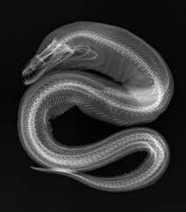 X Ray Image Of A Viper Moray Eel Underwater Creatures X Ray Xray Art