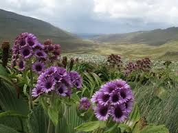 Image result for Thesium subaphyllum