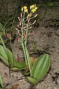 Image result for Eriospermum porphyrium