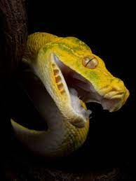 In Chinese Culture The Snake Is One Of The 5 Poisons In My Wip Fantasy Novel Silk Souls And Dragon S Gold Snake Is An Ally Of Reptilii Zhivotnye Zmeya