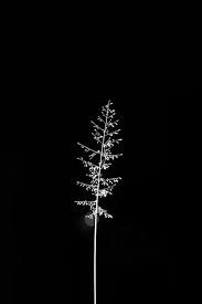 You can explore in this category and download free flower background photos. Hd Wallpaper White Flower Art Black And White Black And White Dark Minimalism Wallpaper Flare
