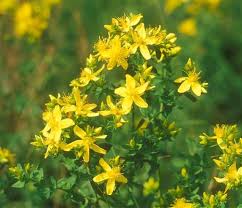 Johanniskraut Hypericum X Moserianum Tricolor Der Bio Gartner