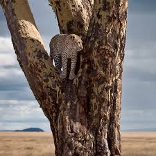 Carnivores don't deserve to be the best. Wildlife In Serengeti National Park Tanzania