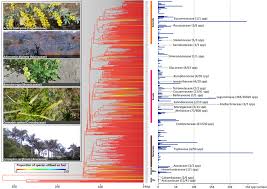 Image result for Sladeniaceae