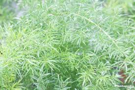 Department of agriculture hardiness zones 10 and 11 but only grow as potted plants wintered indoors in. Asparagus Densiflorus How To Grow Care Of Asparagus Fern Plant Plantopedia