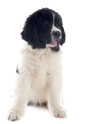 Both the newfoundland and the landseer are said to be descendants of the presently extinct st. Landseer Puppies Breed Information Puppies For Sale