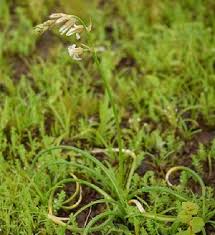 Image result for Dipcadi longifolium