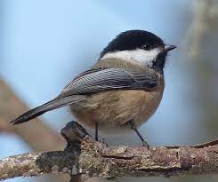 Massachusetts geobird is the place to go for information on places to bird includes over 10,000 pages of information from the arthur cleveland bent series on the natural history of the. Massachusetts State Bird Black Capped Chickadee