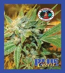 More images for blue cheese i'm addicted to blue cheese » Blue Cheese Sorteninformationen Cannaconnection Com