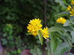 Image result for Lysimachia angustiloba