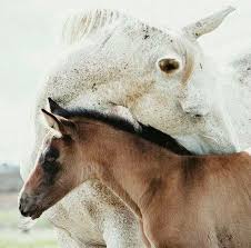 Pin By Rsde Rsde On Horses Animals Beautiful Horses Cute Animals