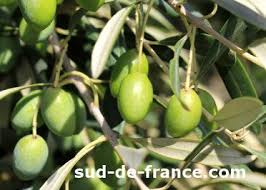 Picholine Languedoc Olive Tree Characteristics Of The Olive Oil
