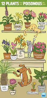 When grass is available, most cats will not eat outside plants or flowers. Poisonous Plants For Cats Petmd