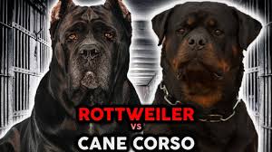 cane corso vs rottweiler the best guard dog breed