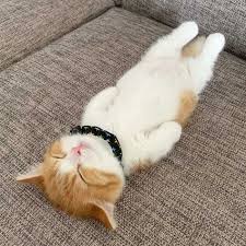 Uyuyan Kedi Chata Google Da Ara Cute Kittens Sevimli Kedi Yavrulari Kediler Ve Yavrulari